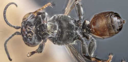 Tachysphex obscuripennis